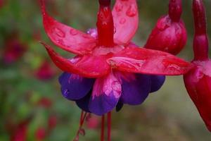 regendruppels op fuchsia bloemen foto