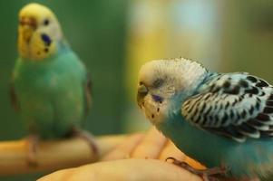 papegaai close-up hoge kwaliteit foto