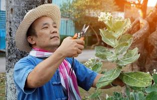 Aziatische man van middelbare leeftijd gebruikt een snoeischaar om de struik en de ficusboom in zijn thuisgebied te snijden en te verzorgen, zachte en selectieve focus, vrijetijdsactiviteitsconcept. foto