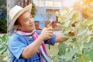 Aziatische man van middelbare leeftijd gebruikt een snoeischaar om de struik en de ficusboom in zijn thuisgebied te snijden en te verzorgen, zachte en selectieve focus, vrijetijdsactiviteitsconcept. foto