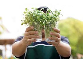 zonnebloemspruit in doorzichtige plastic bekers in handen van Aziatische man van middelbare leeftijd, zachte en selectieve focus op zonnebloemspruit, concept voor tuinieren en ontspannen thuis. foto