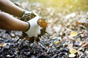 close-up beeld van aziatische man die de compost doet van rotte en droge bladeren die onder de bomen in de achtertuin van zijn huis vielen, zachte en selectieve focus. foto