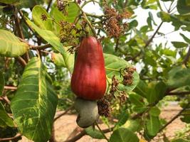 aziatische rijpe cashew-appelvruchten hangen aan takken die klaar zijn om door boeren te worden geoogst. zachte en selectieve focus. foto