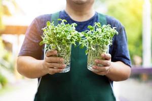 zonnebloemspruit in doorzichtige plastic bekers in handen van Aziatische man van middelbare leeftijd, zachte en selectieve focus op zonnebloemspruit, concept voor tuinieren en ontspannen thuis. foto