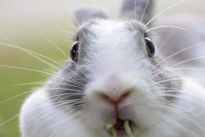 konijnen zijn kleine zoogdieren. konijn is een informele naam voor een konijn. foto
