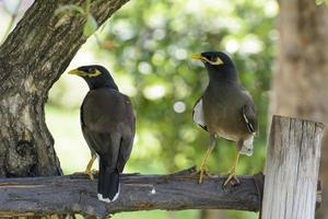 myna leeft graag als koppel foto