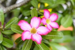 woestijnroos is een felgekleurde bloemen. woestijnrozen zijn Thaise bloemen. foto