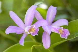 Cattleya is een geslacht van 113 soorten orchideeën van Costa Rica en de Zuidelijke Antillen tot Argentinië. foto