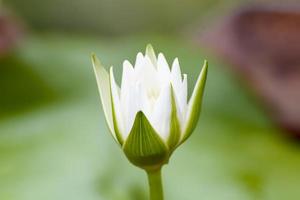 lotus in vele kleuren en mooi in vijvers. foto