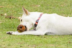 de hond speelt met de kokosnoot dat het leuk is. foto