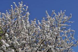 kersenboom bloem foto