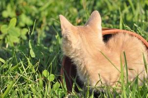 oranje binnenlandse gestreepte kat zoogdier dier foto