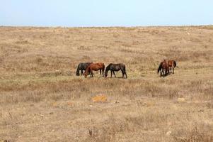 wilde paarden in de grote prairies in het westen van de VS foto