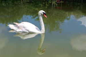 witte zwaan die in het meer zwemt. foto