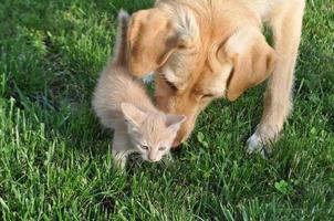 oranje gestreepte kat en labrador hond foto