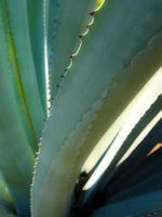 succulente installatieclose-up, doorn en detail op bladeren van agaveplant foto