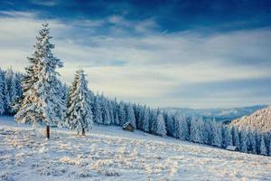 winterlandschap van besneeuwde bomen foto