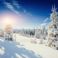 magische winter besneeuwde boom. zonsondergang in de Karpaten. ukr foto