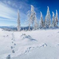 winterboom in sneeuw foto