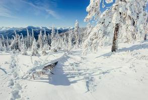 winterboom in sneeuw foto