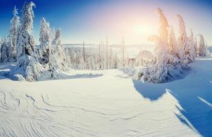 magische winter besneeuwde boom. zonsondergang in de Karpaten. ukr foto