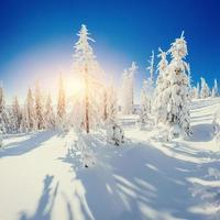 magische winter besneeuwde boom. zonsondergang in de Karpaten. ukr foto