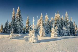 winterboom in sneeuw. foto