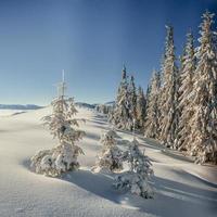 winterboom in sneeuw. karpaten. Oekraïne. Europa foto