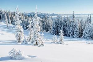 winterboom in sneeuw. foto