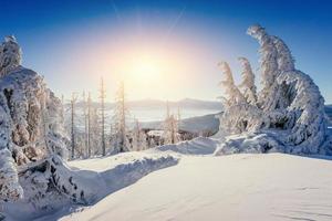 magische winter besneeuwde boom. karpaten, oekraïne, europa foto