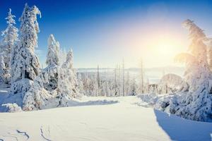 magische winter besneeuwde boom. karpaten, oekraïne, europa foto