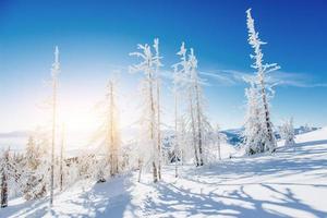 magische winter besneeuwde boom. karpaten, oekraïne, europa foto