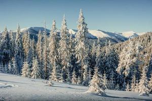 winterboom in sneeuw. karpaten. Oekraïne. Europa. foto