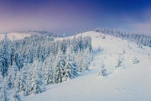 magische winter besneeuwde boom. Karpaten Oekraïne Europa. foto