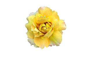gele roos geïsoleerd op een witte achtergrond - afbeelding foto