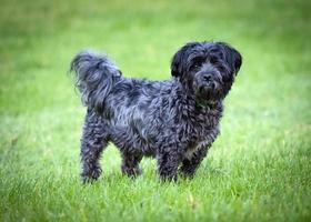 schattige kleine zwartharige hond die een kruising is van affenpinscher en bischon frise die in een grasveld staat en er schattig uitziet