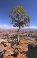 eenzame boom op de rand van een canyon foto