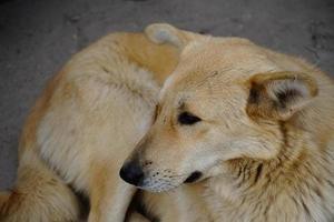 een hond die naar iets kijkt afbeeldingen foto