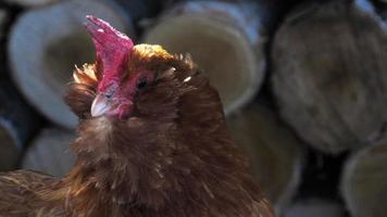 kip op de boerderij. kippen fokken. kippenboerderij foto