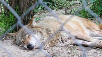 grijze wolf in de dierentuin foto