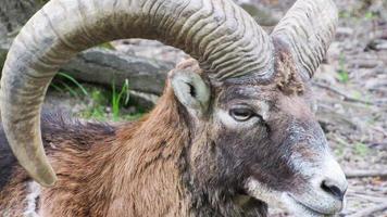 geit portret. close-up van een geit. geit in de dierentuin foto