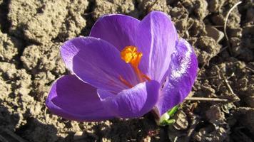 lentekrokus bloem. paarse krokus bloem foto