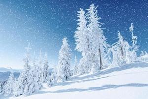 winterboom in sneeuw. karpaten, oekraïne, europa. bokeh lichteffect foto