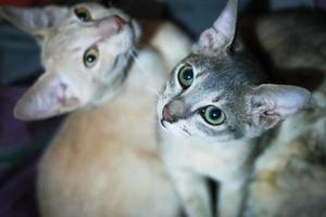 schattige Bengaalse katten close-up foto. glanzende kattenogen close-up. grijze en gemberkat die rust. close-up van schattige grijze kleur aziatische kat met groene ogen. dieren en huisdieren levensstijl concept. foto