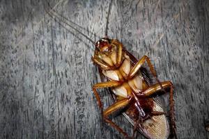 kakkerlakken liggen dood op houten vloer, dode kakkerlak, close-up gezicht, close-up kakkerlakken foto