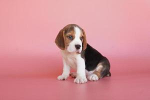 schattige beagle puppy leeftijd één maand op roze achtergrond. foto hebben kopie ruimte voor reclame of tekst. Beagles hebben uitstekende neuzen. Beagles worden gebruikt in een reeks onderzoeksprocedures.