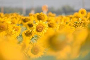 zonnebloemveld met het planten van zonnebloemplantboom op de natuurlijke blauwe luchtachtergrond in de tuin, zonnebloem op het platteland van de boerderij foto