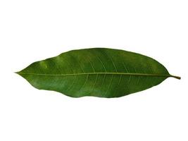 mangifera indica of mango groen blad op witte achtergrond foto