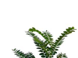 groene plant of groen blad geïsoleerd op een witte achtergrond foto