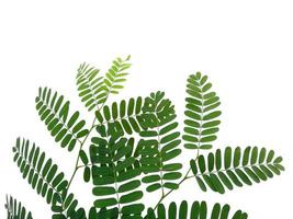groen blad of boom op witte achtergrond foto